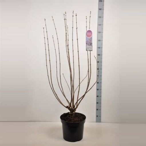 Syringa vulgaris Hybride 'Lavender Lady' - Afbeelding 3