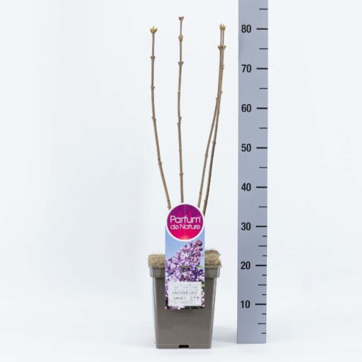 Syringa vulgaris Hybride 'Lavender Lady' - Afbeelding 2