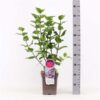 Syringa vulgaris Hybride 'Lavender Lady'