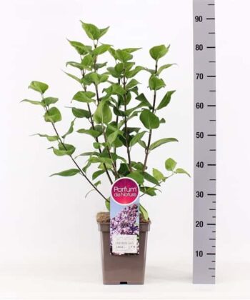 Syringa vulgaris Hybride 'Lavender Lady'