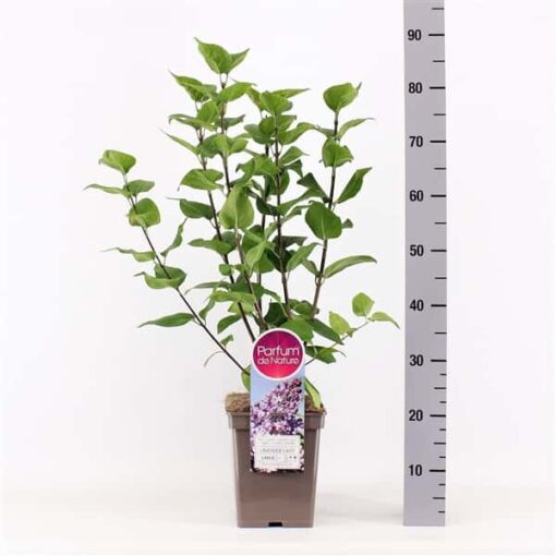 Syringa vulgaris Hybride 'Lavender Lady'
