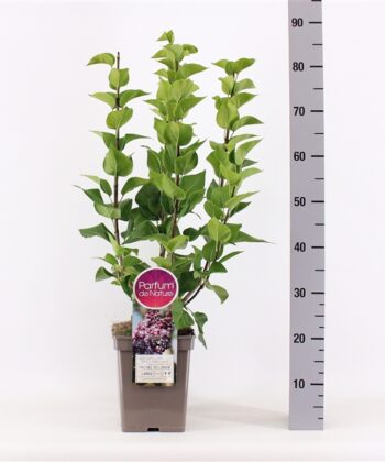 Syringa vulgaris Hybride 'Michel Buchner'