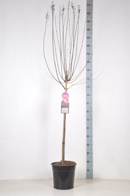 Sering chinensis 'Superba' - Afbeelding 2