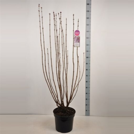 Syringa vulgaris 'Mme Antoine Buchner' - Afbeelding 3