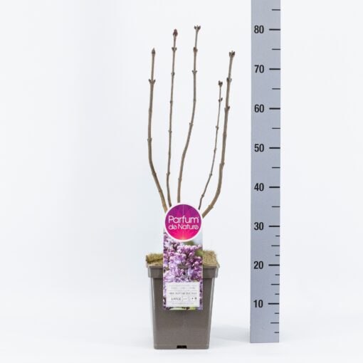 Syringa vulgaris 'Mme Antoine Buchner' - Afbeelding 2