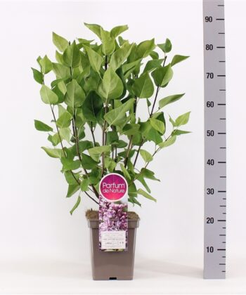 Syringa vulgaris 'Mme Antoine Buchner'