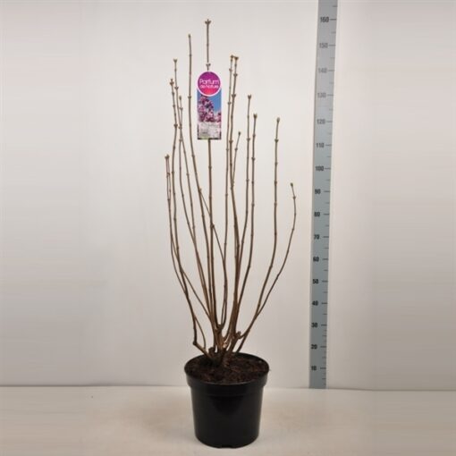 Syringa vulgaris 'Paul Deschanel' - Afbeelding 4