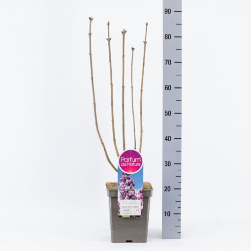 Syringa vulgaris 'Paul Deschanel' - Afbeelding 3