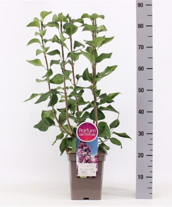 Syringa vulgaris 'Paul Deschanel'