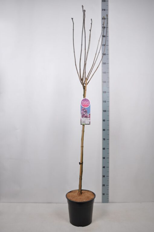 Syringa vulgaris 'Paul Deschanel' - Afbeelding 2