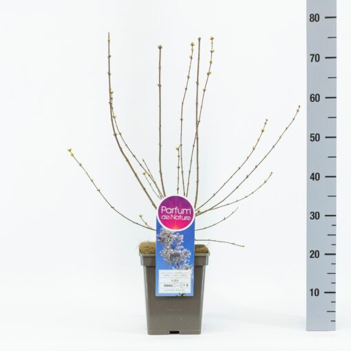 Sering persica 'Alba' - Dwerg sering - Afbeelding 2