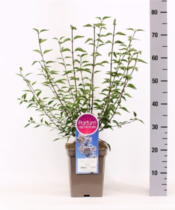 Sering persica 'Alba' - Dwerg sering