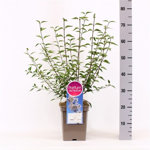 Sering persica 'Alba' - Dwerg sering