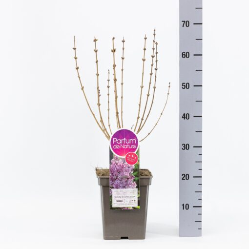 Sering -'Sugar Plum Fairy'® Dwerg sering - Afbeelding 2