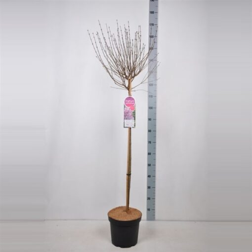 Sering -'Sugar Plum Fairy'® Dwerg sering - Afbeelding 3
