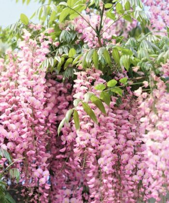 Wisteria Showa Beni