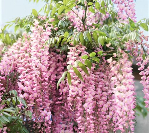Wisteria Showa Beni