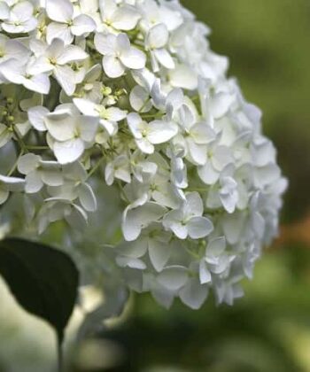 Sneeuwbalhortensia