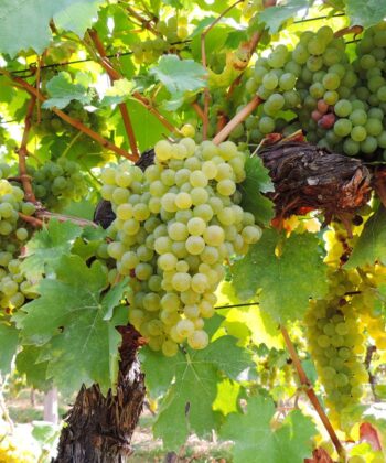 Vitis Vinifera 'Solaris' - pitloos