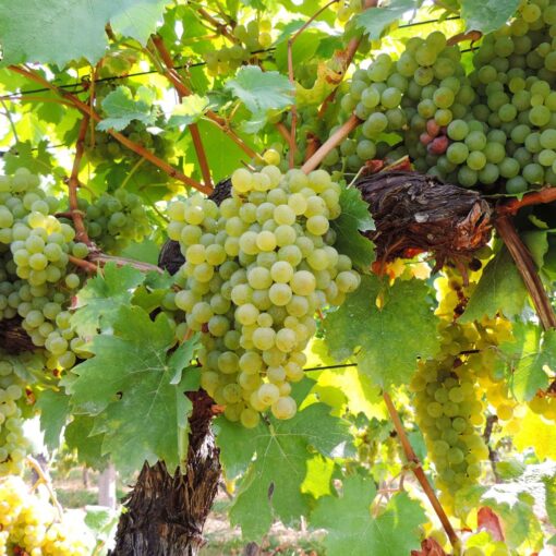 Vitis Vinifera 'Solaris' - pitloos