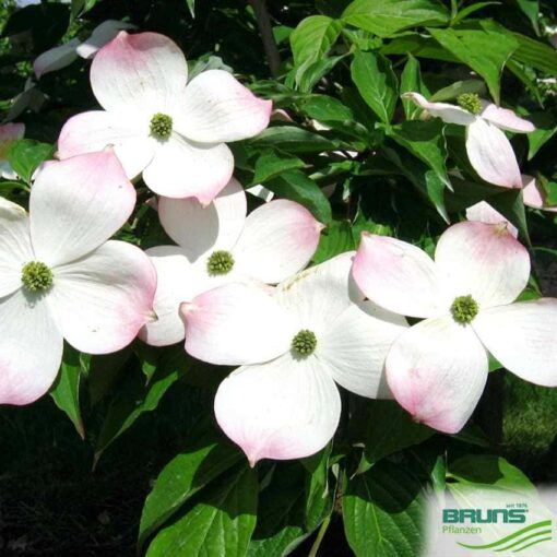 Cornus 'Stellar Pink' (Rutgan) - Afbeelding 2