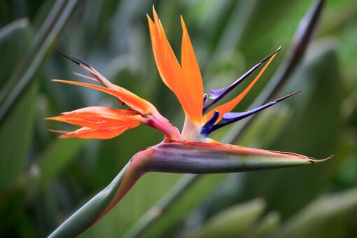 Strelzia Reginae - Paradijsvogelbloem - Afbeelding 2