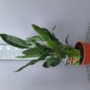 Strelzia Reginae - Paradijsvogelbloem