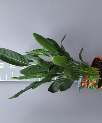 Strelzia Reginae - Paradijsvogelbloem