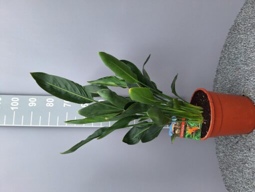 Strelzia Reginae - Paradijsvogelbloem