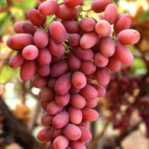 Vitis Vinifera 'Suffolk Red' pitloos