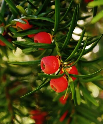 Taxus
