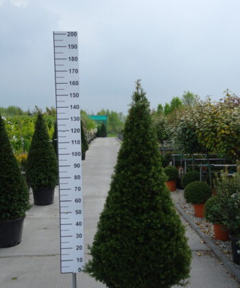 Taxus Baccata piramide