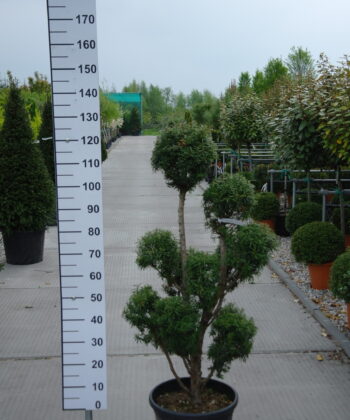 Taxus Baccata ponpon