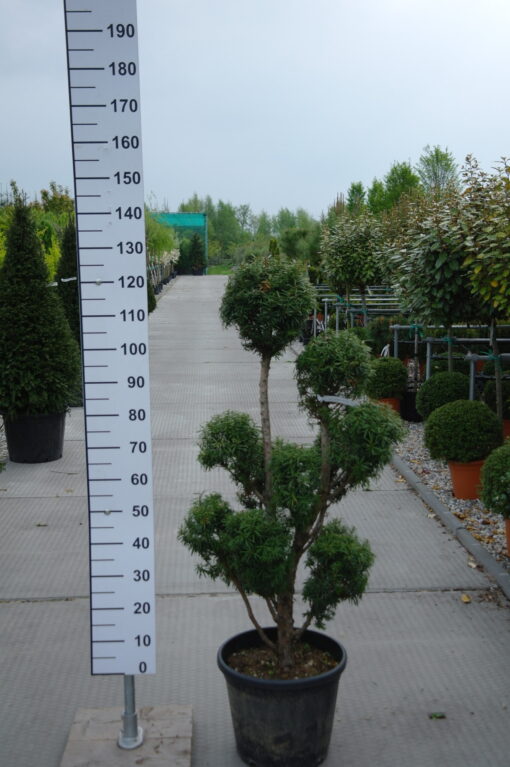 Taxus Baccata ponpon