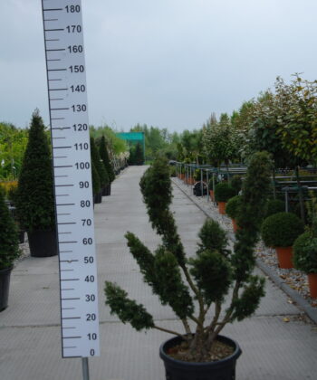 Taxus Baccata ponpon