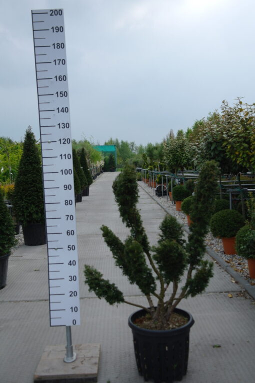 Taxus Baccata ponpon