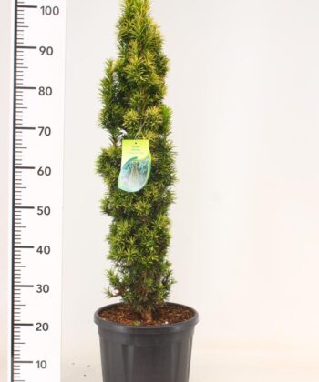 Taxus Fastigiata Aurea