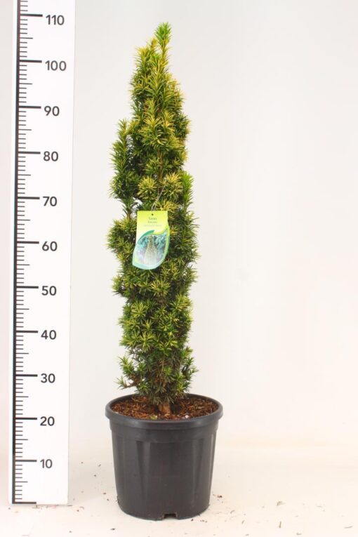 Taxus Fastigiata Aurea