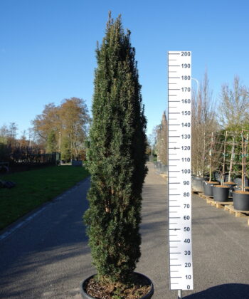 Taxus Fastigiata