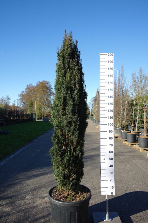 Taxus Fastigiata