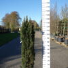 Taxus Fastigiata