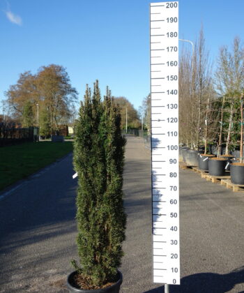 Taxus Fastigiata
