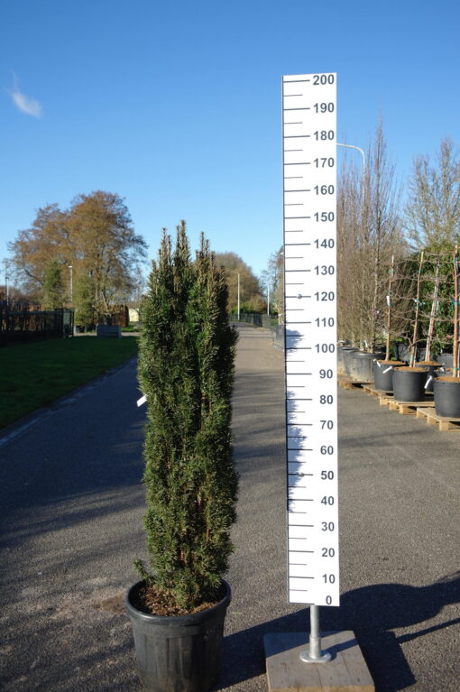 Taxus Fastigiata