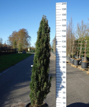 Taxus Fastigiata