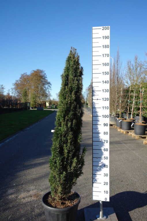Taxus Fastigiata