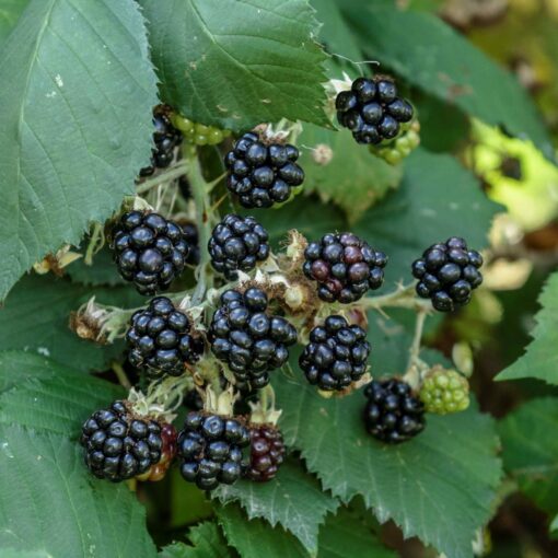 Rubus 'Theodor Reimers' - Braam