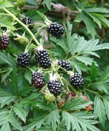 Rubus 'Thornless Evergreen' - Braam