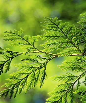 Thuja