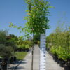 Tilia Cordata 'Green Globe'