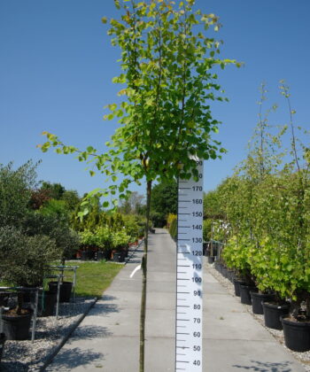 Tilia Cordata 'Green Globe'